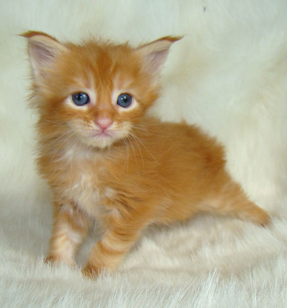     Catsvill County!   !    !       !!!    Catsvill County +7-926-544-74-09     .   ,   ,   ,    ,   ,  ,     ,   -,    ,   !
